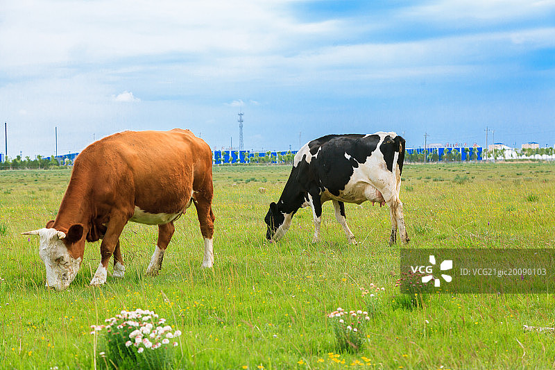 草原上的奶牛图片素材