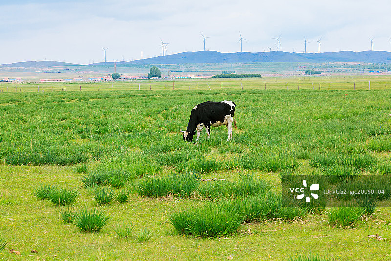 草原上的奶牛图片素材