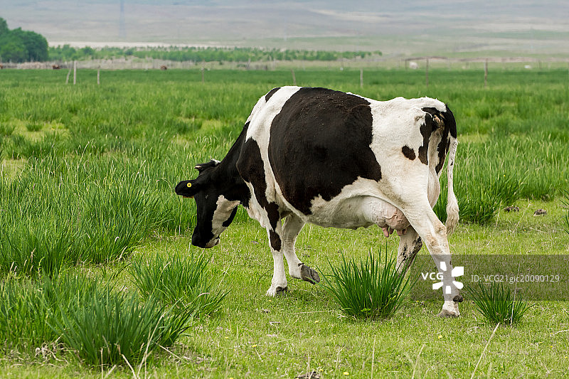 草原上的奶牛图片素材