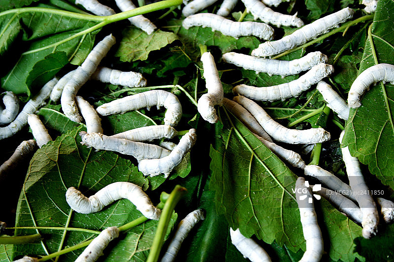 大量蚕在叶子上图片素材
