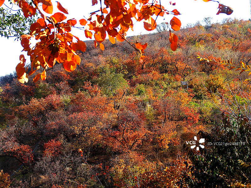 香山红叶图片素材
