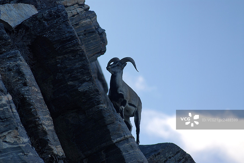 山坡上的一只羊图片素材
