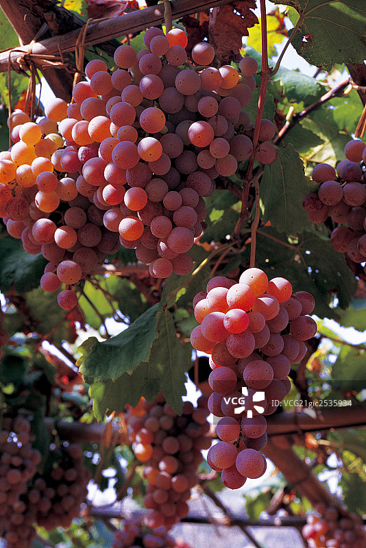 河北昌黎 葡萄图片素材