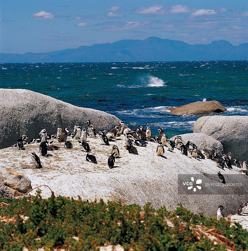南非企鹅岛图片素材