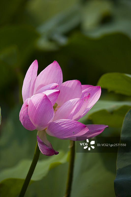 莲花图片素材