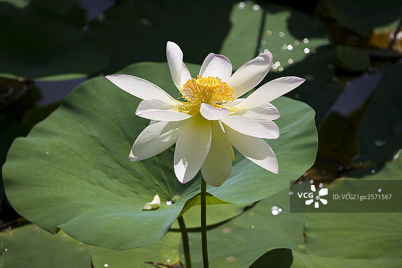 莲花图片素材