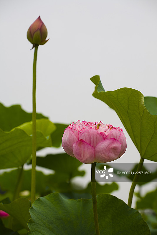 莲花图片素材