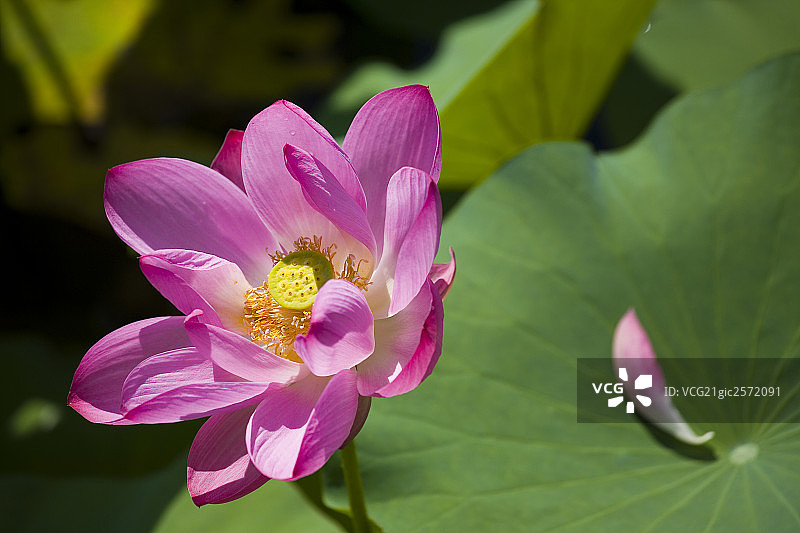 莲花图片素材
