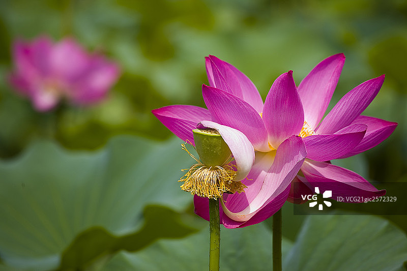 莲花图片素材