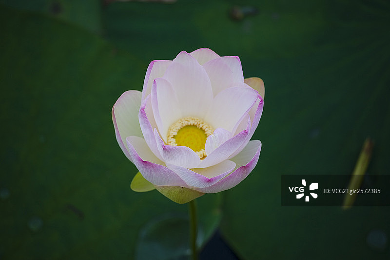 莲花图片素材