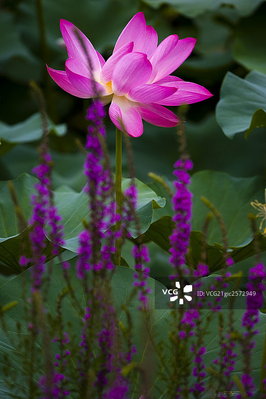 莲花图片素材