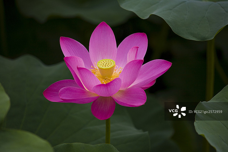莲花图片素材