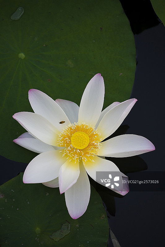 莲花图片素材