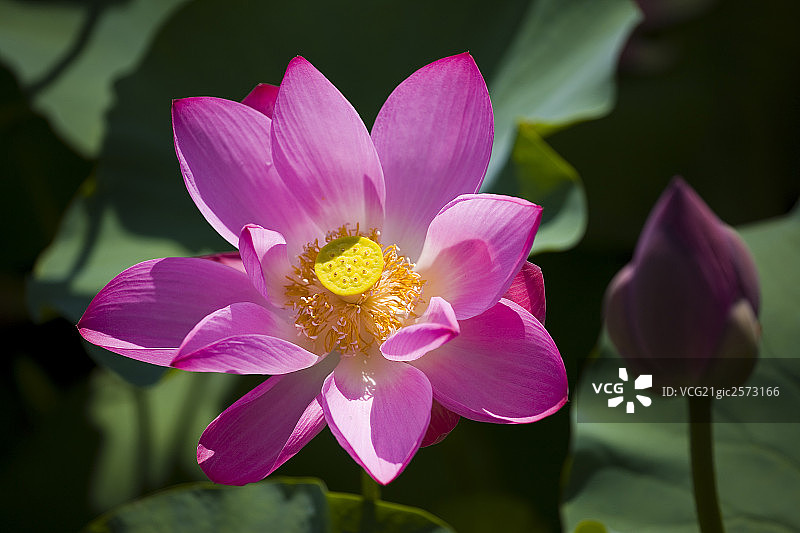 莲花图片素材