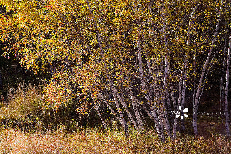 坝上高平原、内蒙古图片素材