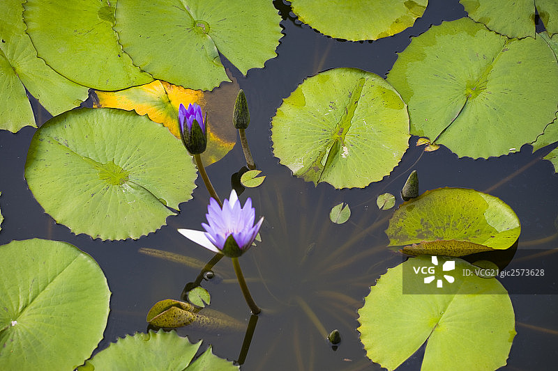 莲花图片素材