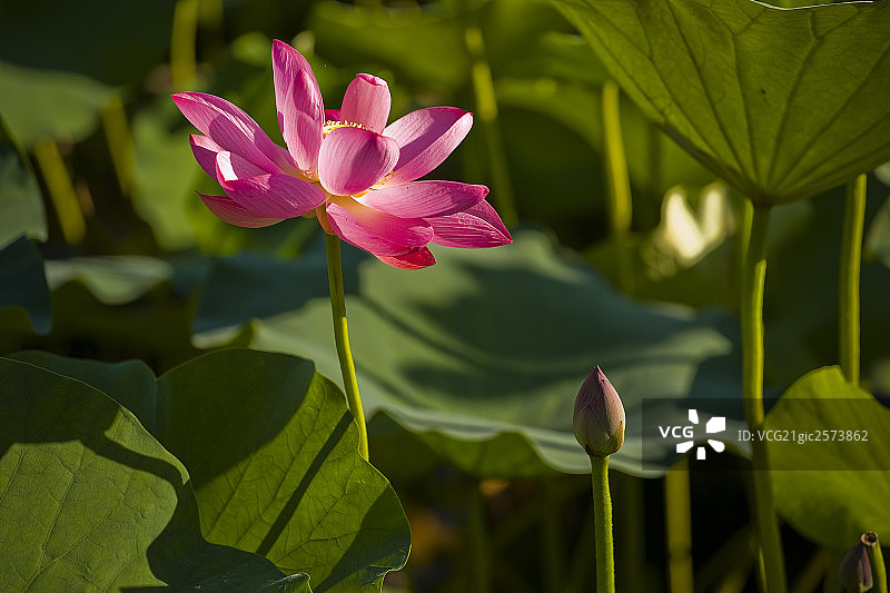 莲花图片素材
