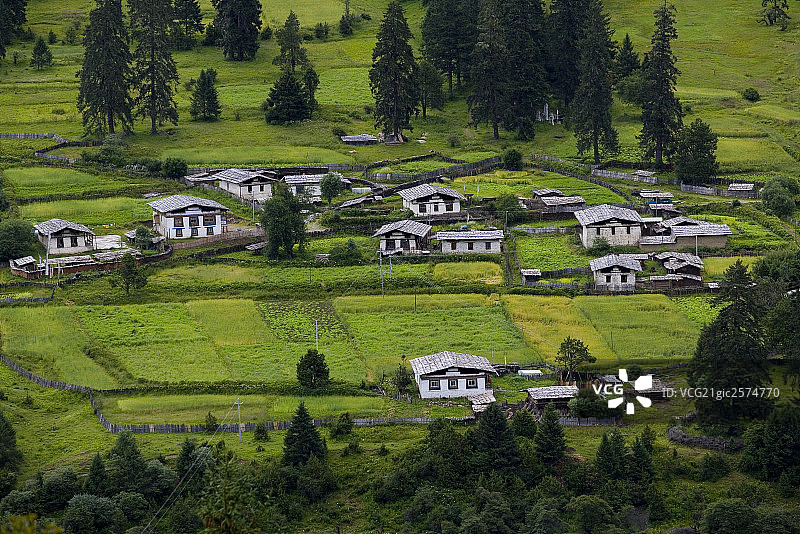 拉萨鲁朗森林海图片素材
