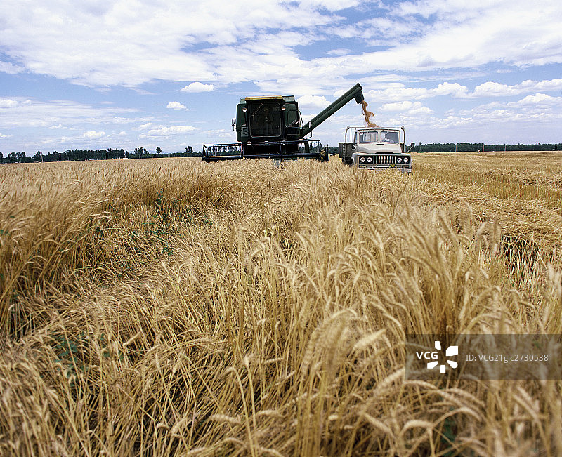 收割小麦图片素材