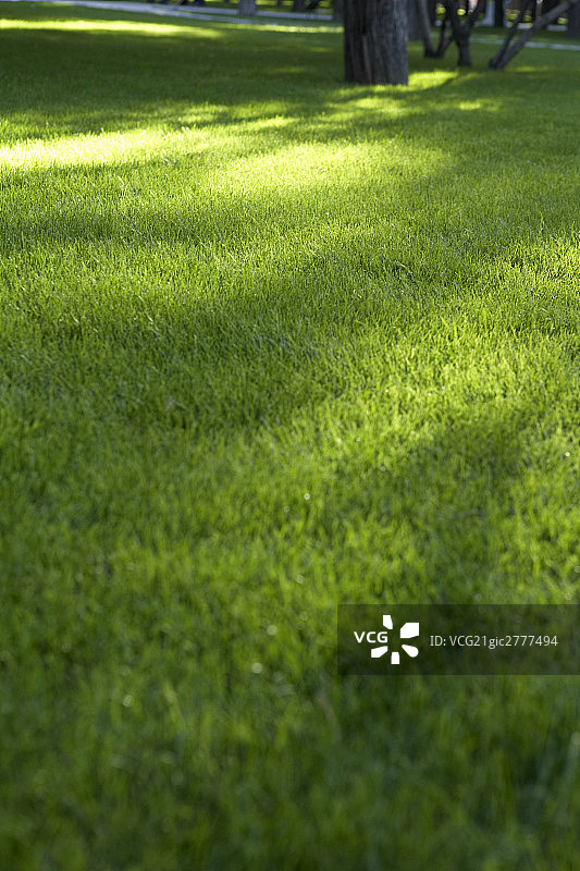 公园里的草地图片素材