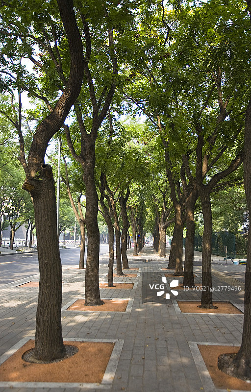 都市林荫道图片素材