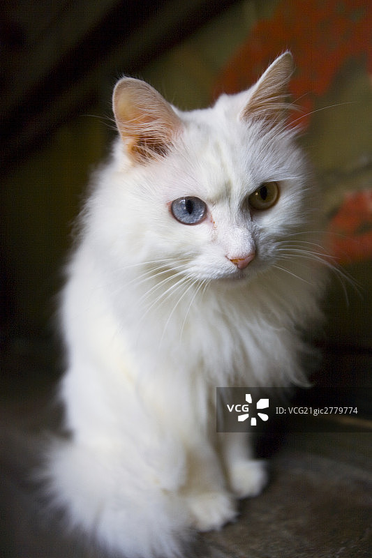 白色的猫图片素材