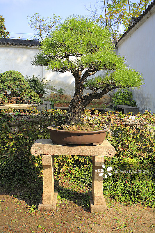 China Bonsai Tree图片素材