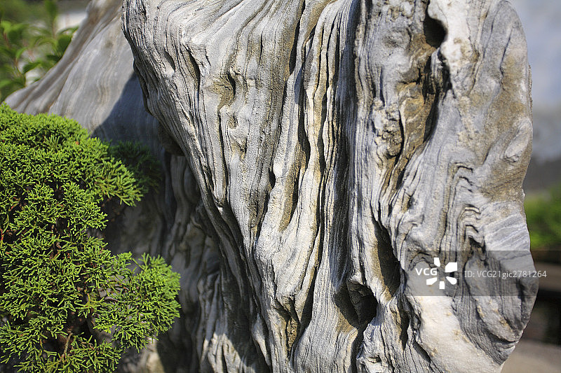 China Bonsai Tree图片素材