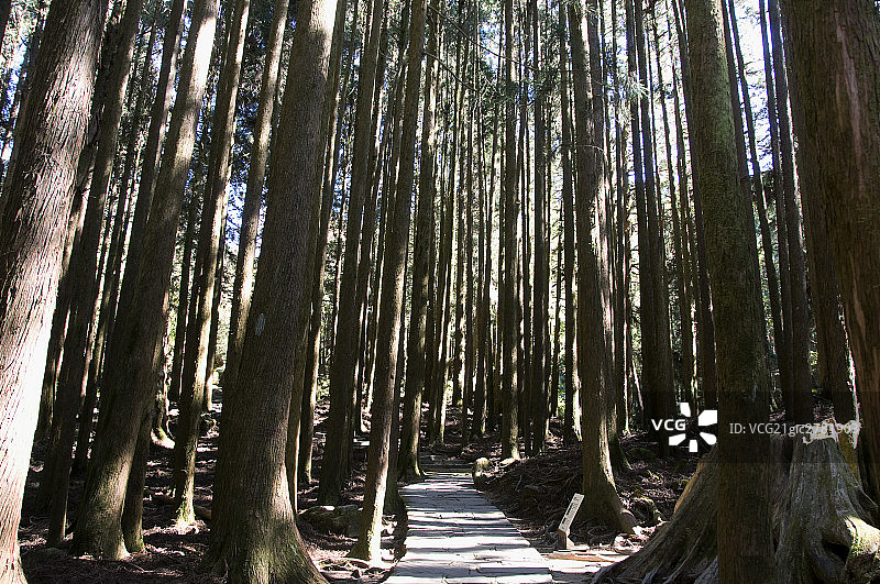 台湾阿里山柏树林图片素材