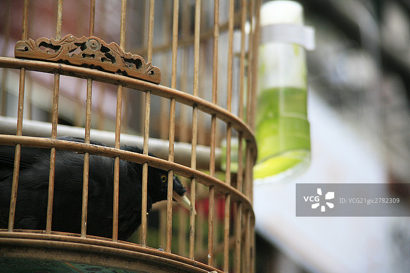 上海弄堂景观一支画眉鸟笼图片素材