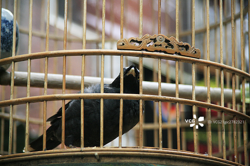 上海弄堂景观一支画眉鸟笼图片素材