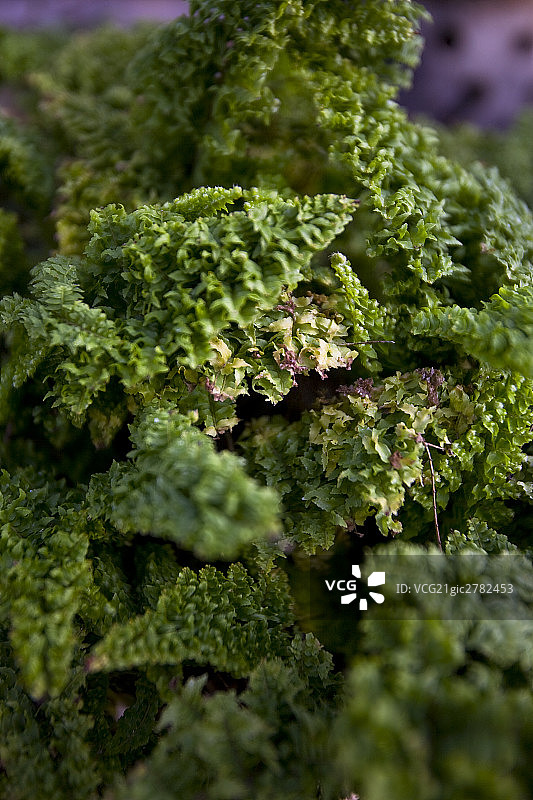 植物特写图片素材
