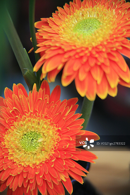 中国,上海,田子坊创意街区图片素材