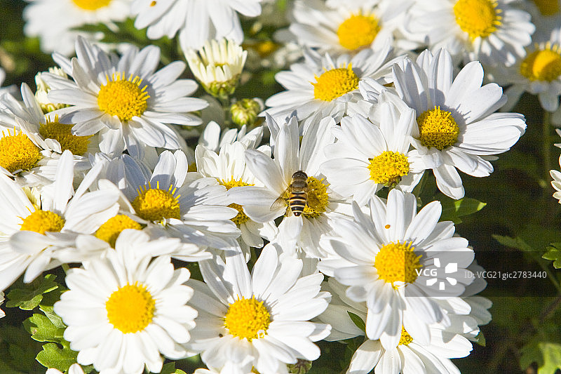 野菊花丛图片素材