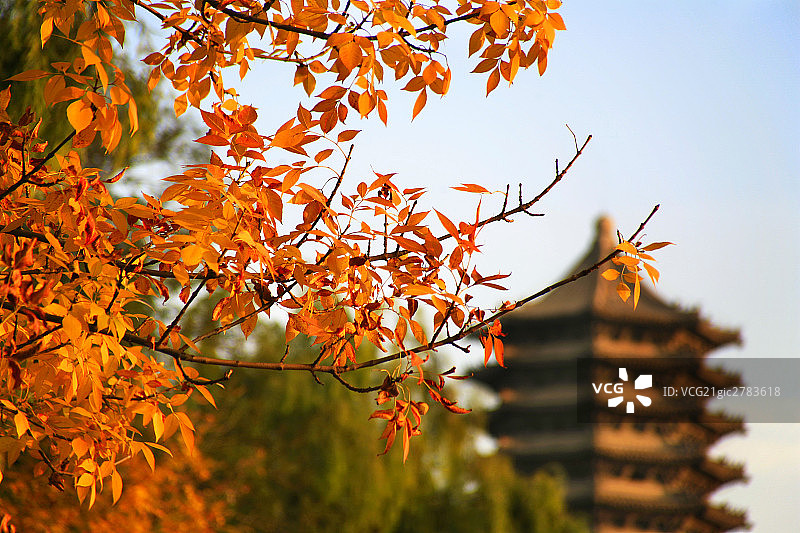 北京大学,博雅塔图片素材