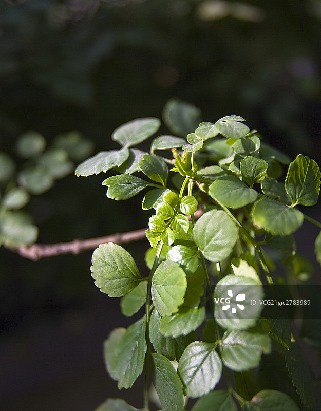植物特写图片素材