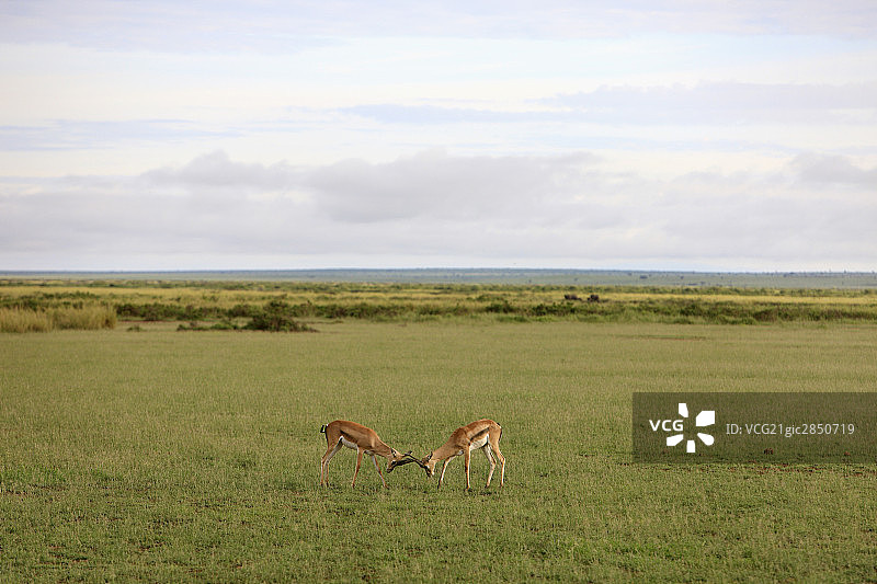 非洲肯尼亚风光图片素材