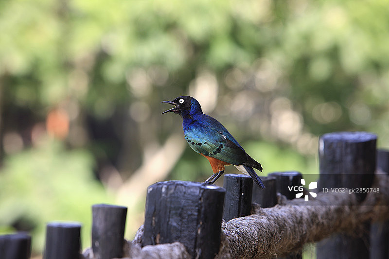 非洲肯尼亚风光图片素材