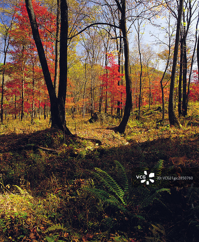 吉林红叶谷图片素材
