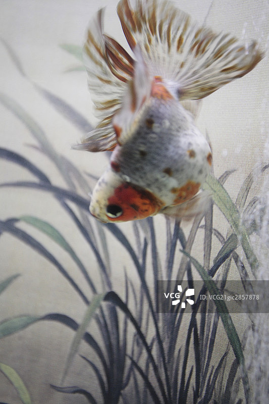水族鱼缸图片素材