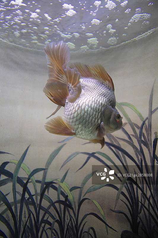 水族鱼缸图片素材