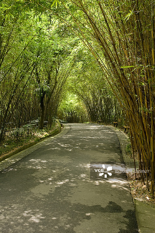 中国,四川,九寨沟,道路竹子图片素材