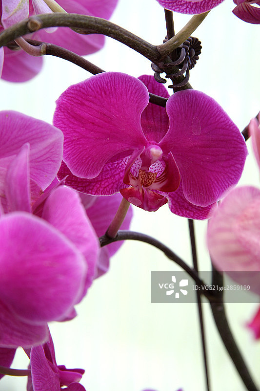 植物,花卉图片素材