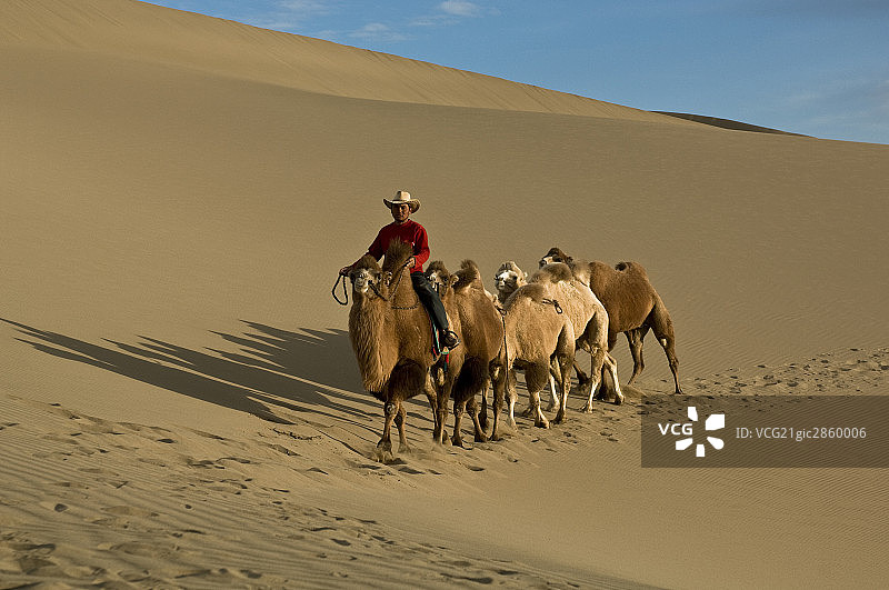 内蒙古额济纳风光沙漠驼队图片素材