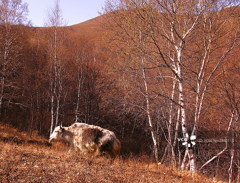 中国,灵山图片素材