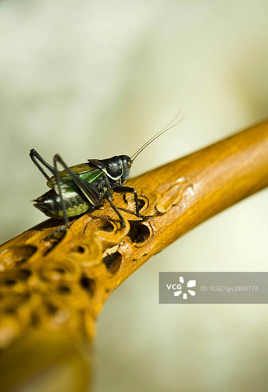 昆虫图片素材