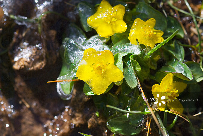 青海,花石峡,花图片素材