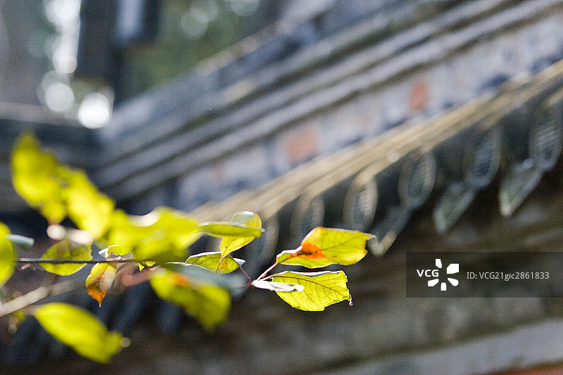 中国,北京,植物园图片素材