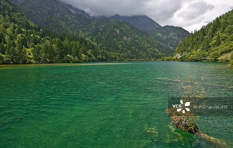 中国,四川,九寨沟,熊猫海图片素材