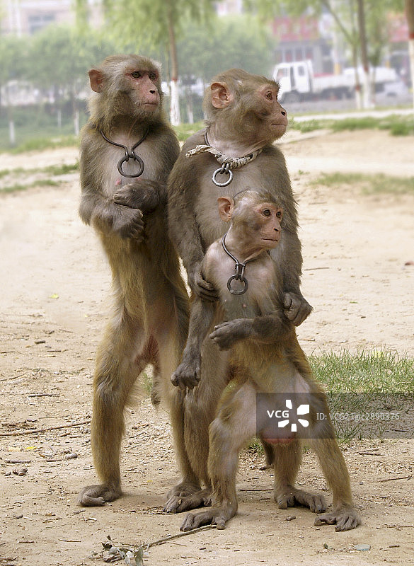 三只猴子图片素材